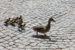 Bruges_FZ-3
